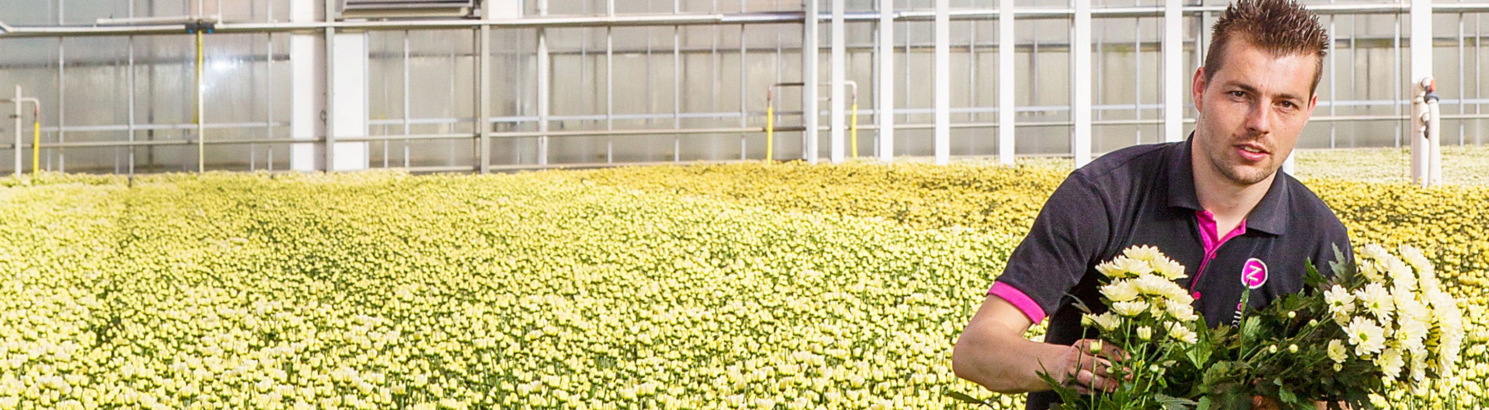 Chrysantenkweker Jeffrey van Uffelen zette alles op alles om zijn teelt te redden na een windhoos.
