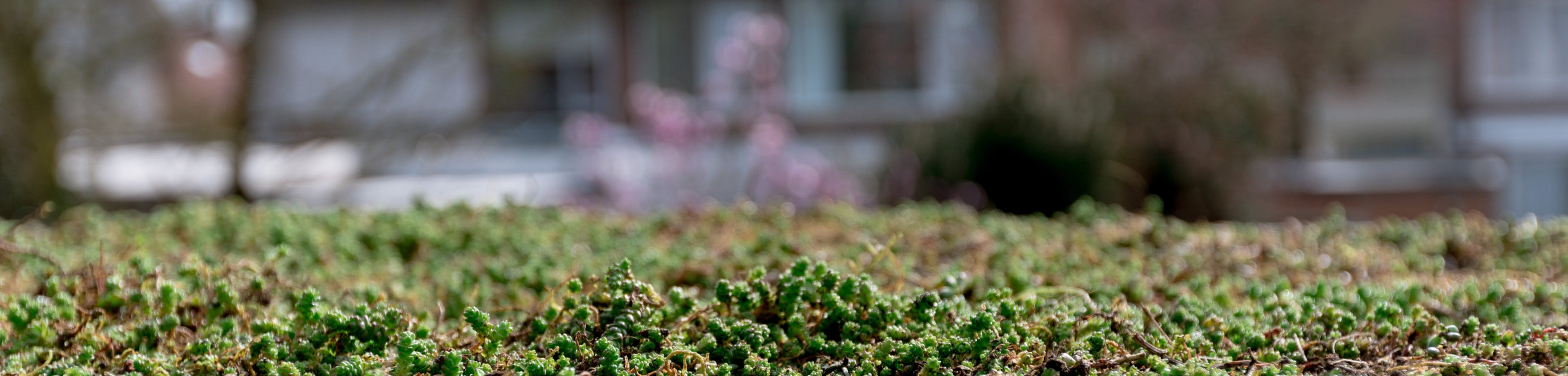 Sedumplantjes op een groen dak