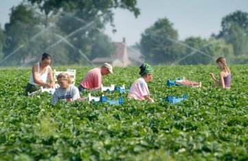 Seizoensarbeiders aan het werk op het land. Biedt u hen onderdak op uw bedrijf? Zorg dan voor een (brand)veilige woonruimte. | Interpolis verzekeringen