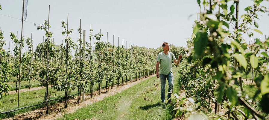 Chris van Duynhoven, mede-eigenaar van fruitboomkwekerij Botden & van Willegen, staat tussen de bloeiende fruitbomen