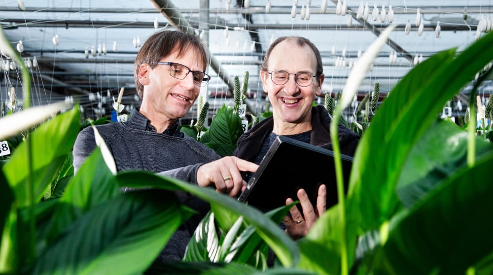 Kwekers Corné Houtepen en Eric Gommers in de kas