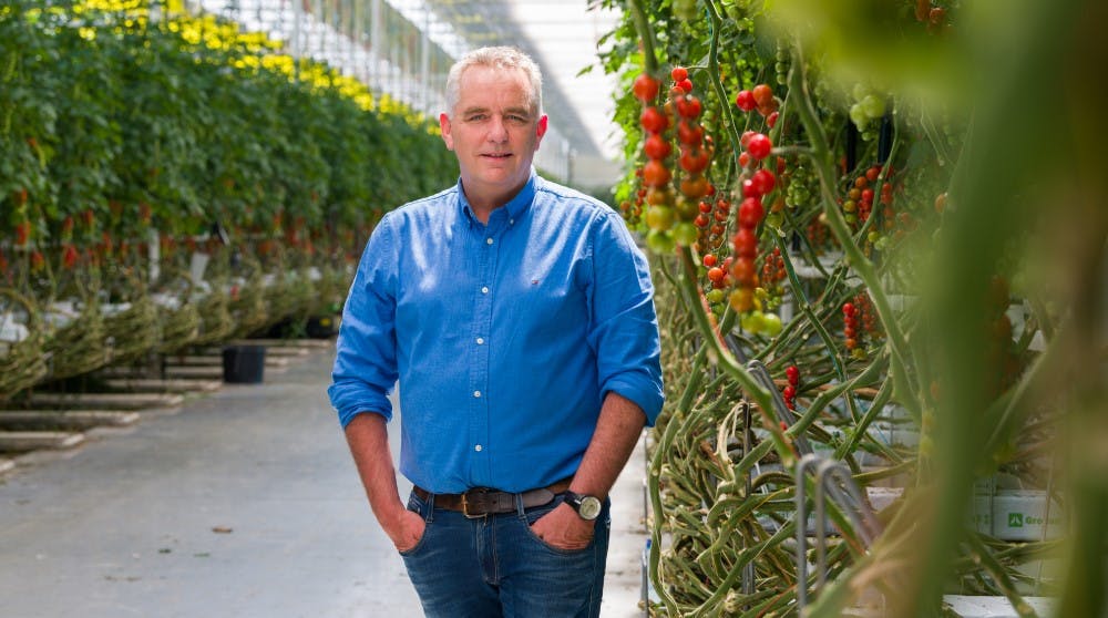 Wim Peters in zijn kas waar hij tomaten kweekt