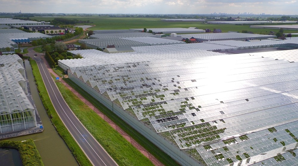 Windhoos trof het bedrijf Van Uffelen Flowers