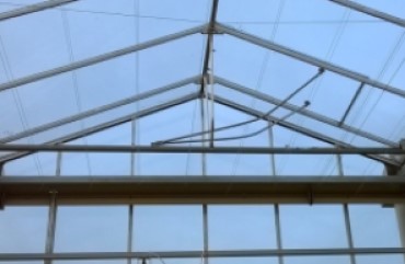 Kromme opdrukkers in de kas, door vorst