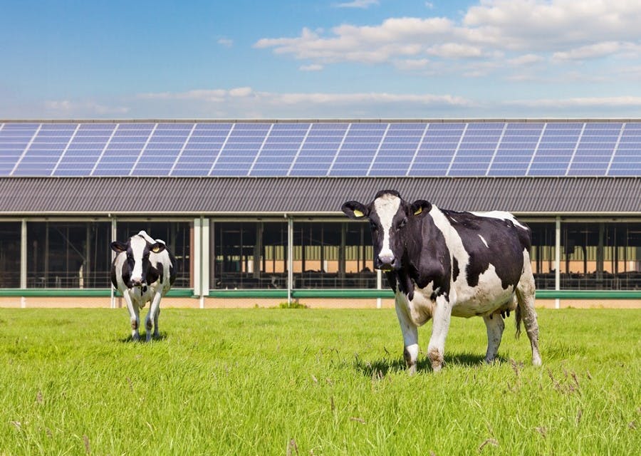 Koeien in een weide, met op de achtergrond een stal waarop een zonnepanelen-installatie ligt.