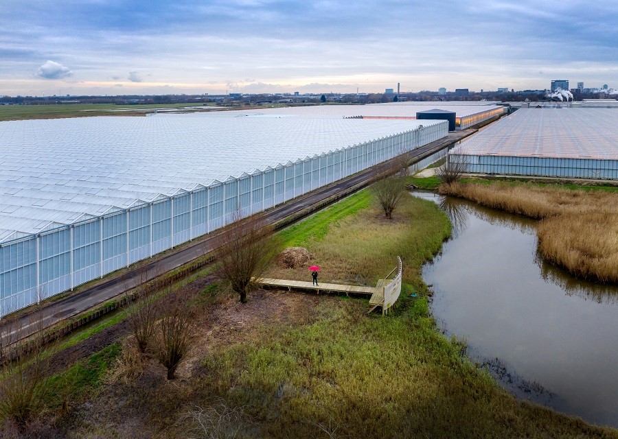 Een kassencomplex in de polder.