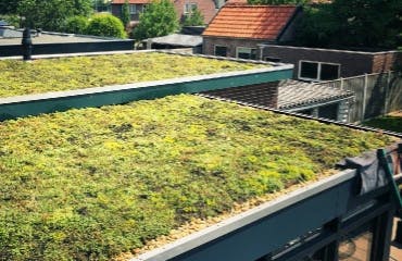 Groen dak
