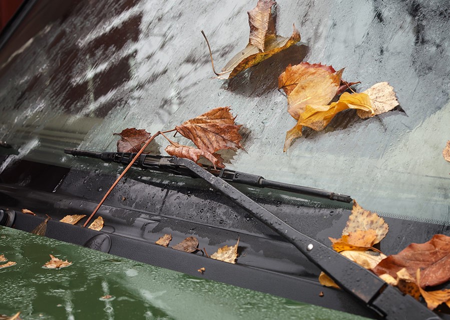 Bladeren op de vooruit. Stormschade, is dit verzekerd?