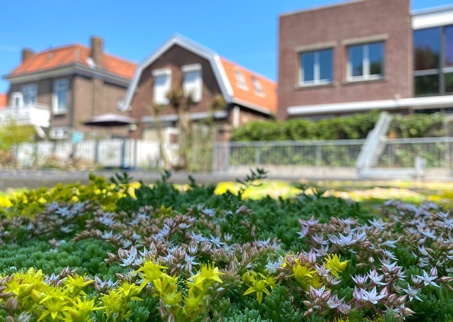 Plat dak van een woning met een groen dak | Heb jij al een groen dak? | Interpolis