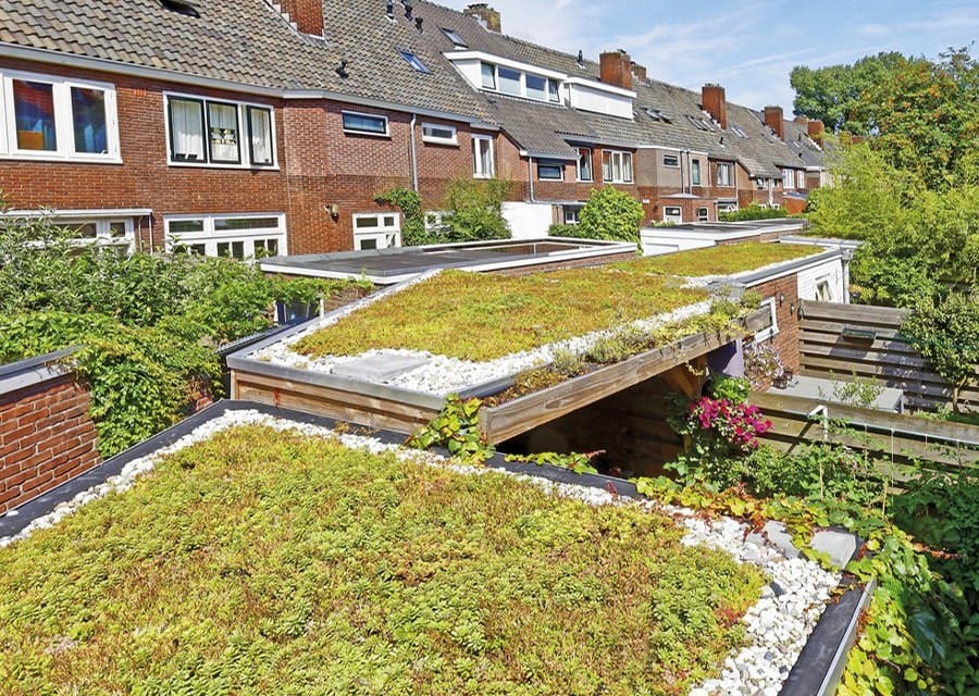 Plat dak van een woning met een groen dak | Heb jij al een groen dak? | Interpolis