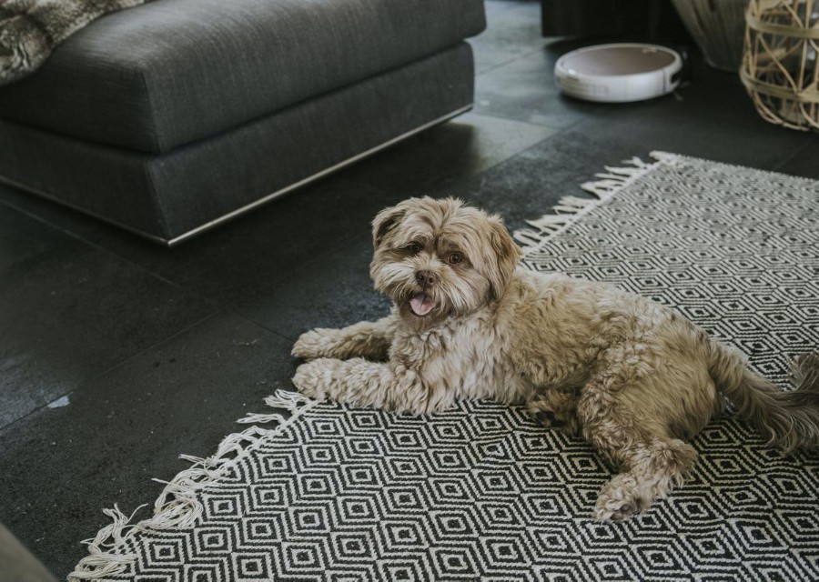 Hond in een huiskamer. Schade door huisdieren verzeker je met onze aansprakelijkheidsverzekering.