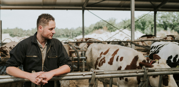 Man staat in een koeienstal, omringd door koeien