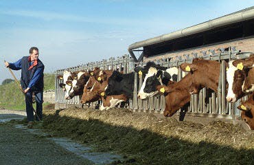 Agrarisch medewerker voert koeien