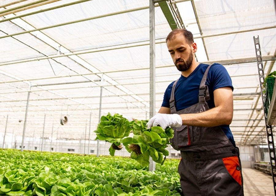 Een kweker staat in zijn kas en houdt een plantje vast