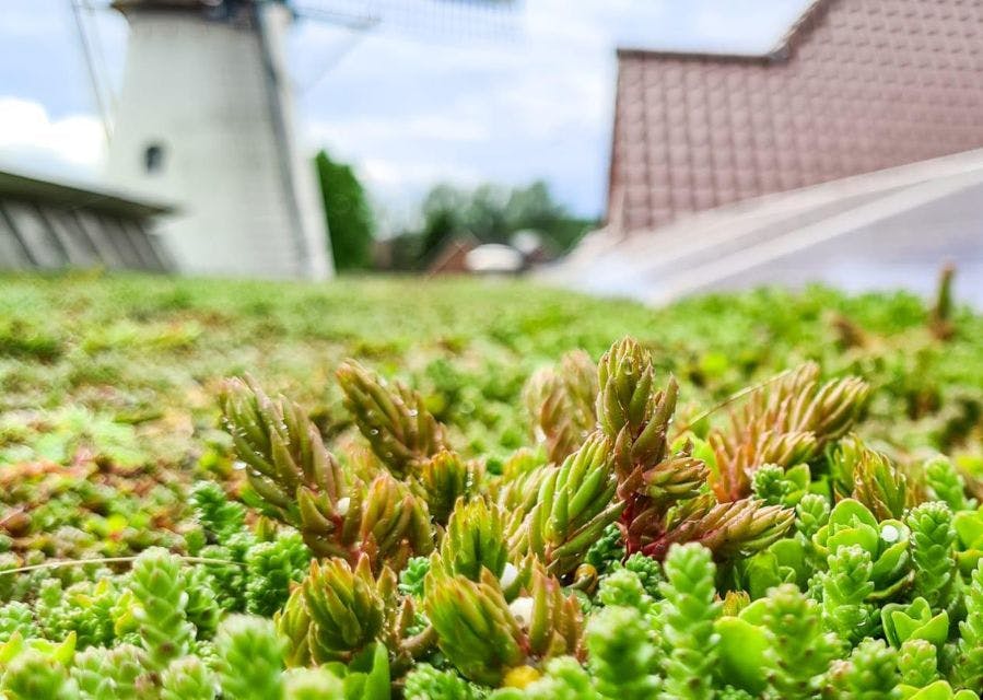 Sedumplantjes van een groen dak van heel dichtbij gefotografeerd