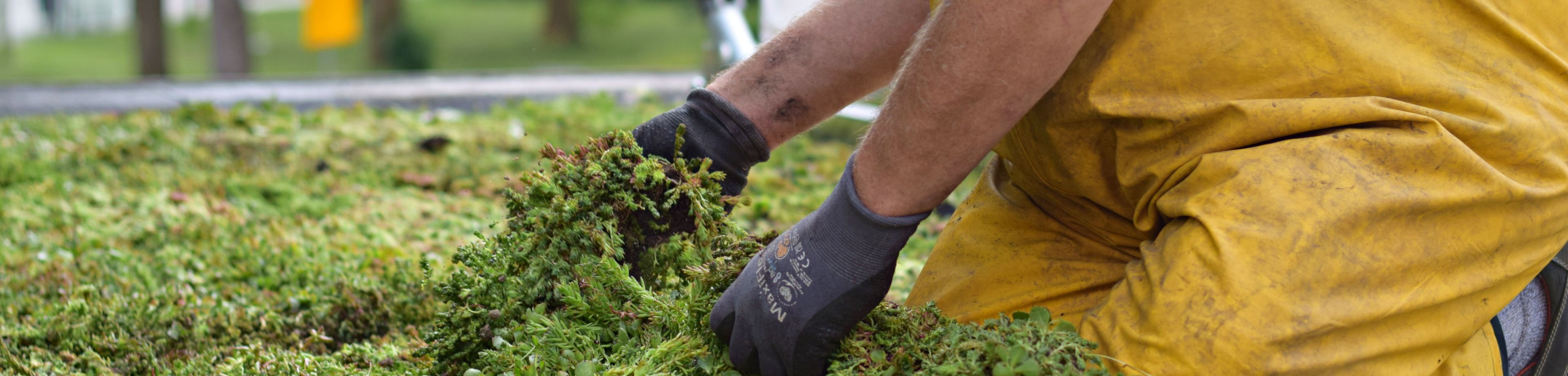 Een persoon zit op zijn knieën op een groen dak en zorgt dat de sedumplantjes in een goede conditie blijven.