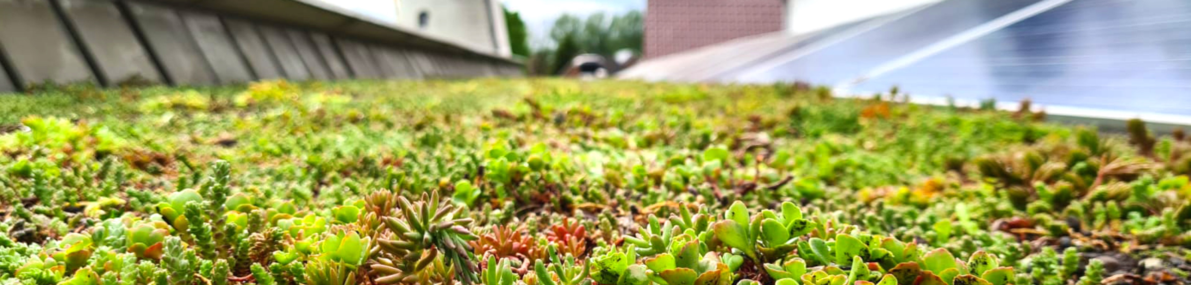 Groen dak op een bedrijfspand