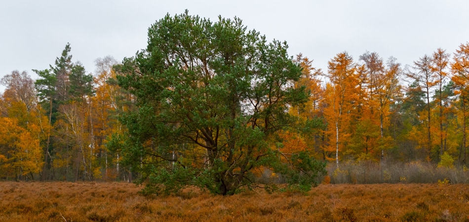 Boom in een natuurgebied
