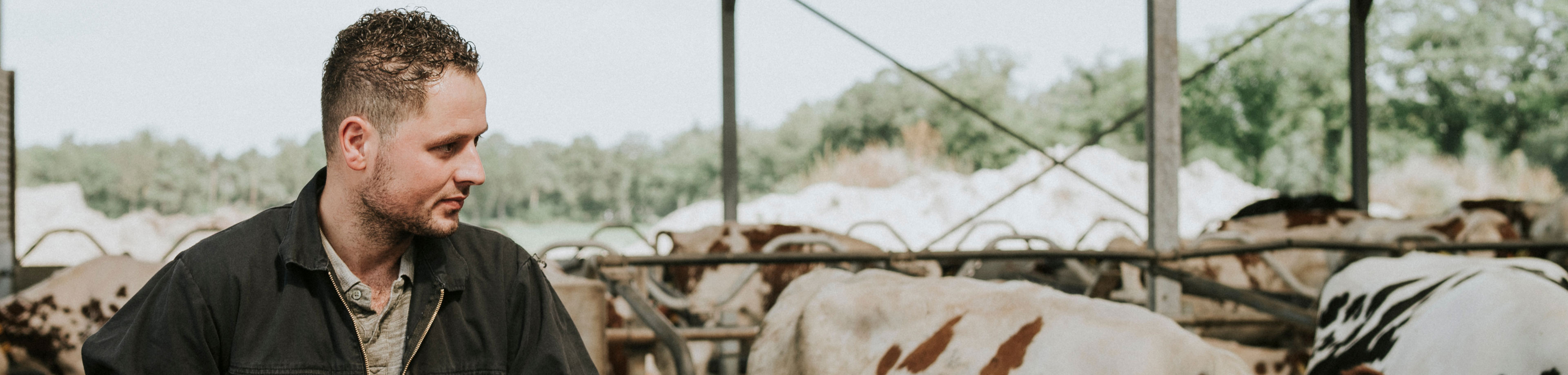 Een melkveehouder tussen zijn koeien.