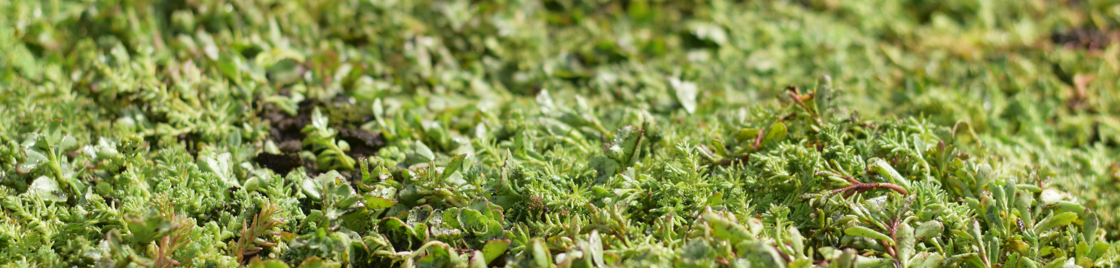 een groen dak met sedumplantjes