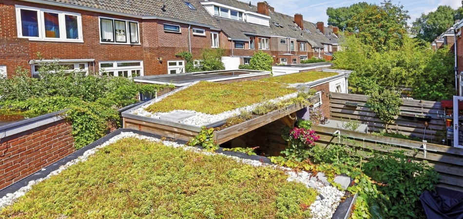 2 groene daken met sedumplantjes