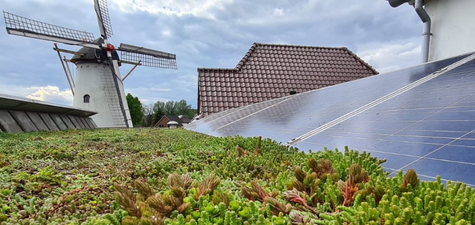 Zonnepanelen op een groen dak met op de achtergrond een molen