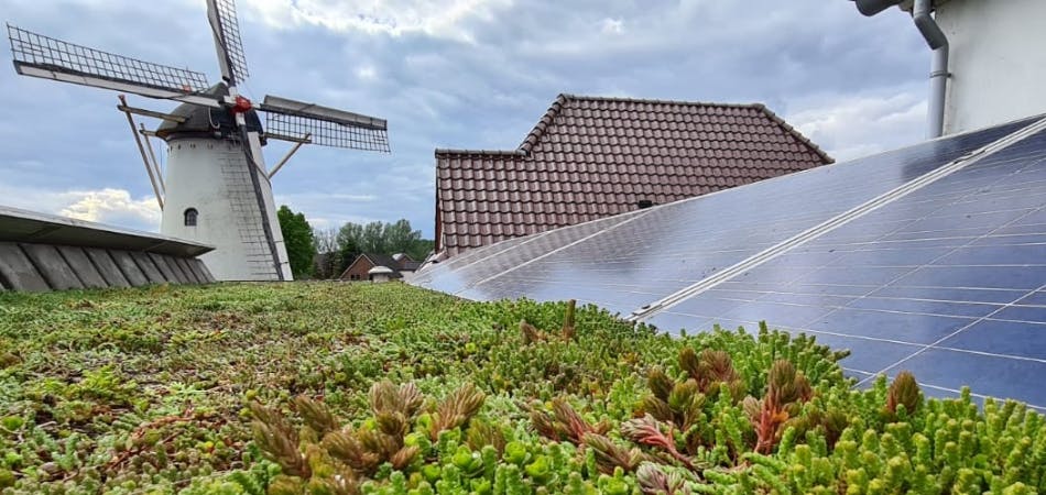 Zonnepanelen op een groen dak met op de achtergrond een molen