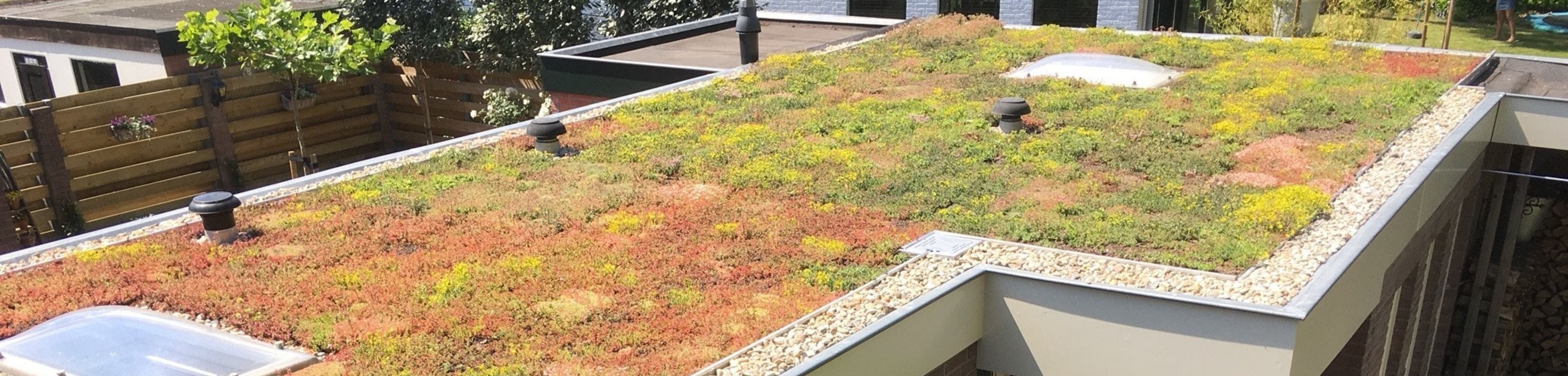 Een groen dak met verschillende soorten plantjes