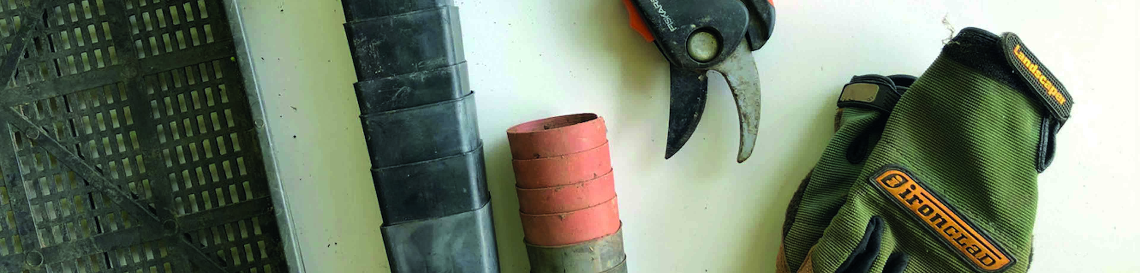 Bloemkool uit eigen moestuin