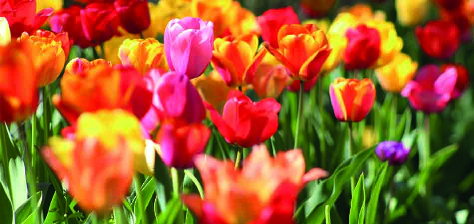 Bloemkool uit eigen moestuin