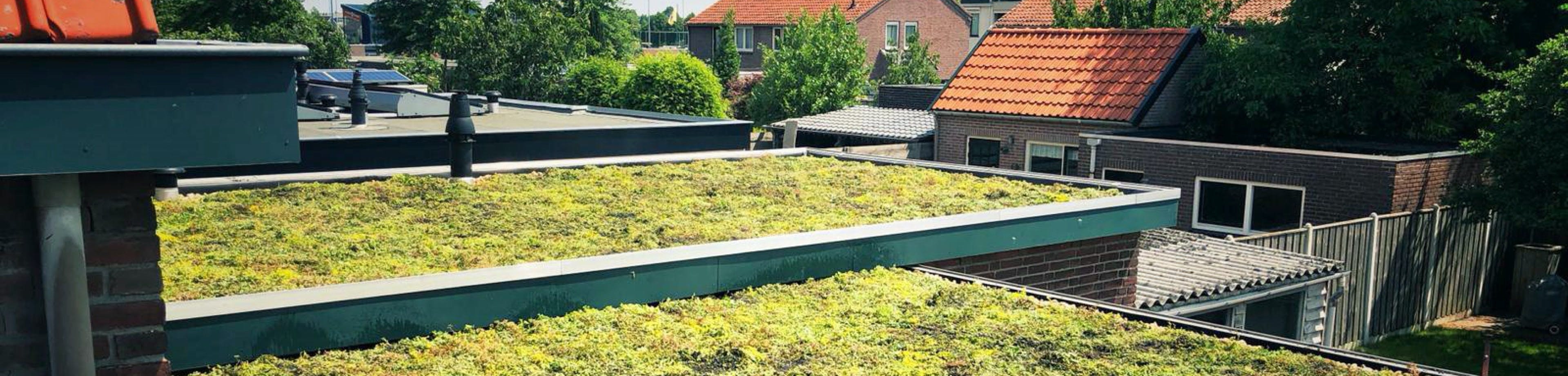 Een groen dak met sedumplantjes