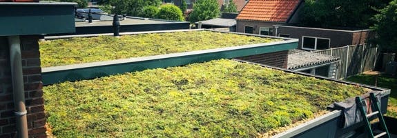 Een groen dak met sedumplantjes