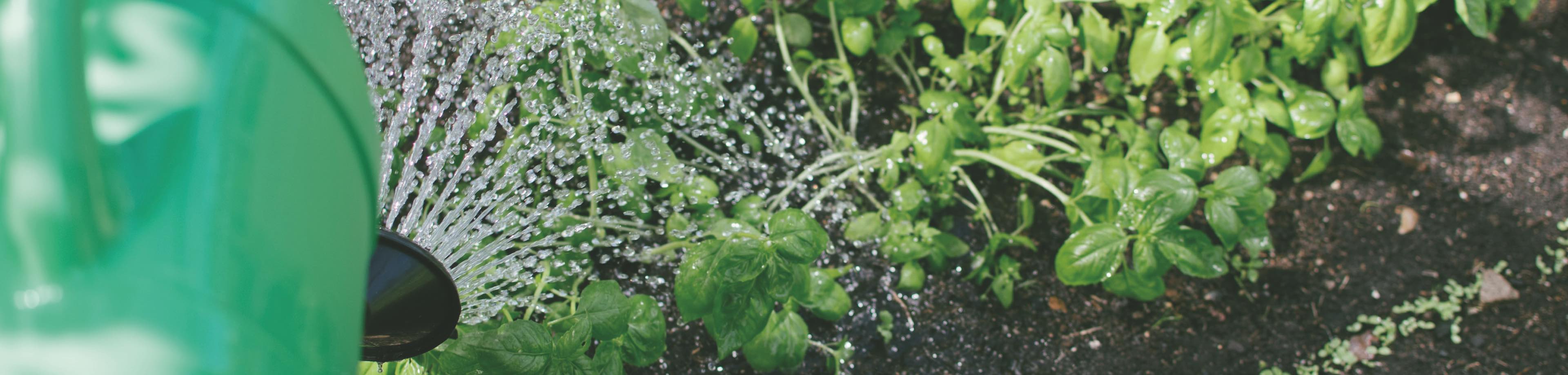 De moestuin; voor wat buitenleven in corona-tijd