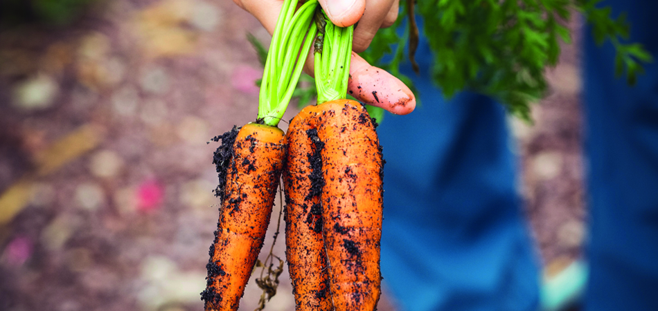 De moestuin; voor wat buitenleven in corona-tijd